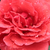 Vörös - Virágágyi grandiflora - floribunda rózsa - Sammetglut®